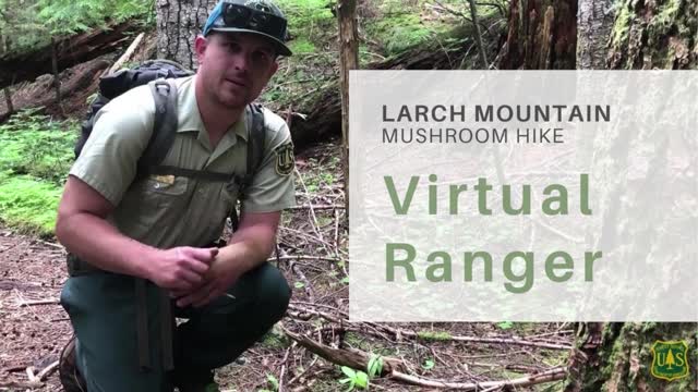 Larch Mountain Mushroom Hike