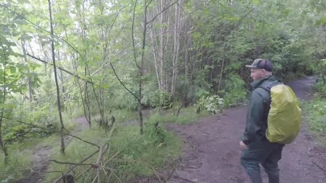 Signs of beaver at Sandy River Delta