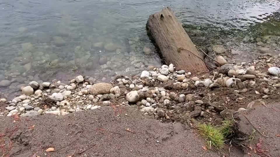 Sauk River near the confluence with Suiattle River. Video by Anne Vassar November 23, 2020.