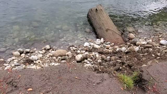 Sauk River near the confluence with Suiattle River. Video by Anne Vassar November 23, 2020.