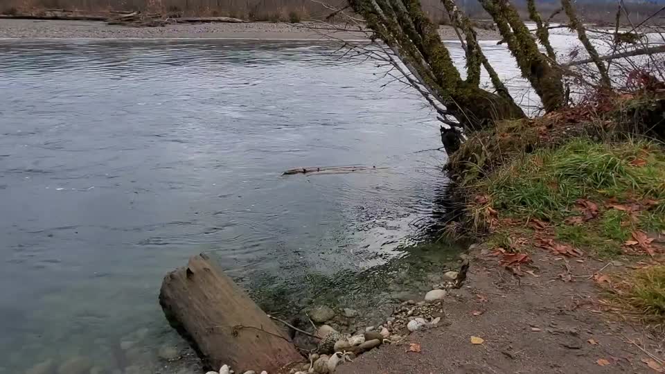 Sauk River near the confluence with Suiattle River. Video by Anne Vassar November 23, 2020.