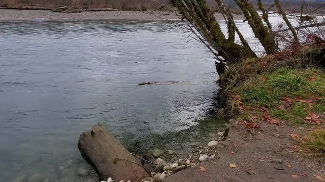 Sauk River near the confluence with Suiattle River. Video by Anne Vassar November 23, 2020.