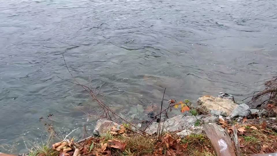 Sauk River near the confluence with Suiattle River. Video by Anne Vassar November 23, 2020.