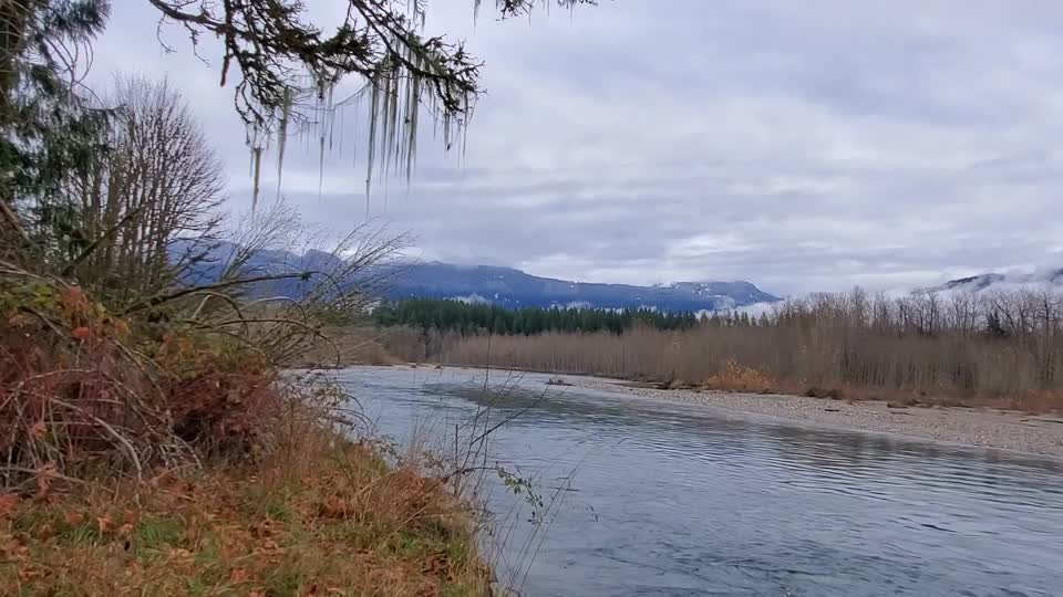 Sauk River near the confluence with Suiattle River. Video by Anne Vassar November 23, 2020.