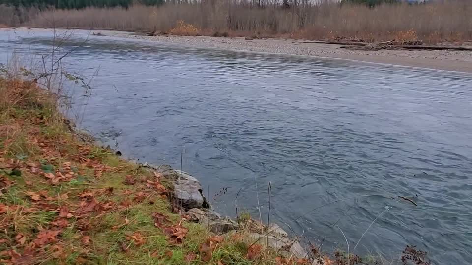 Sauk River near the confluence with Suiattle River. Video by Anne Vassar November 23, 2020.