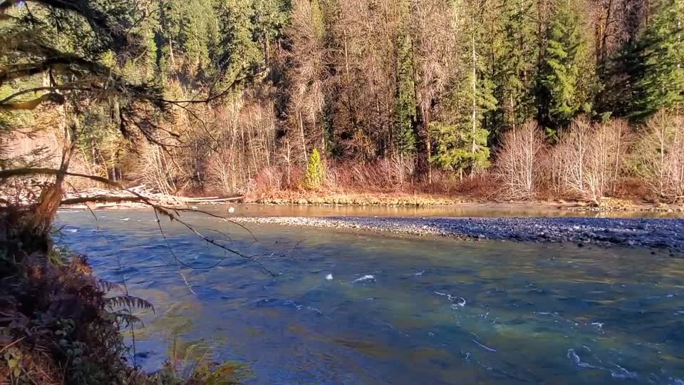 Autumn morning walk along the Old Sauk Trail, Mt. Baker-Snoqualmie National Forest. Video by Anne Vassar December 2, 2020.