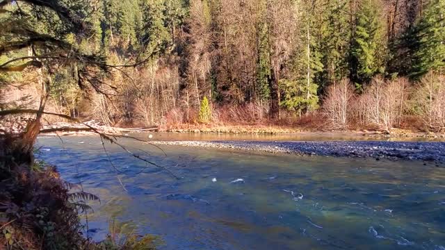 Autumn morning walk along the Old Sauk Trail, Mt. Baker-Snoqualmie National Forest. Video by Anne Vassar December 2, 2020.