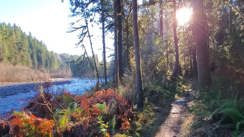 Autumn morning walk along the Old Sauk Trail, Mt. Baker-Snoqualmie National Forest. Video by Anne Vassar December 2, 2020.