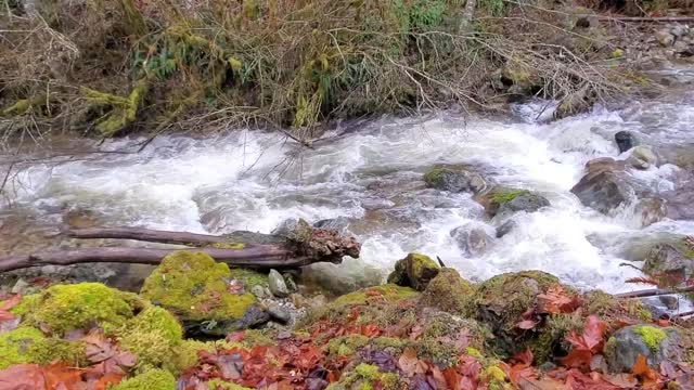 Big Creek near Suiattle River Road, Mt. Baker-Snoqualmie National Forest. Video by Anne Vassar December 9, 2020.