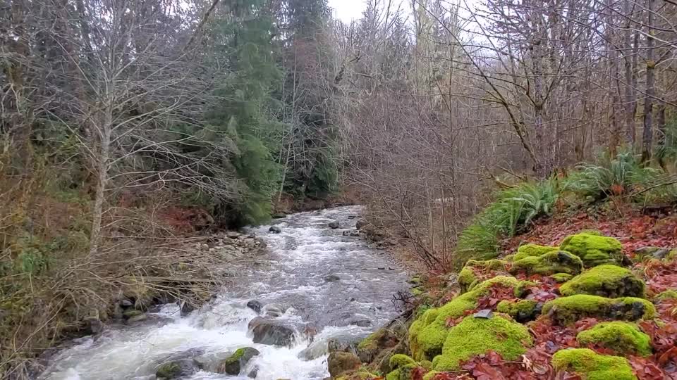 Big Creek near Suiattle River Road, Mt. Baker-Snoqualmie National Forest. Video by Anne Vassar December 9, 2020.