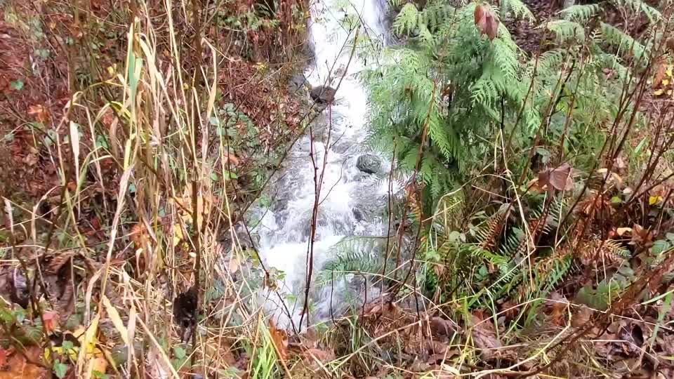 Waterfall near Suiattle River Road, Mt. Baker-Snoqualmie National Forest.  Video by Anne Vassar December 9, 2020.