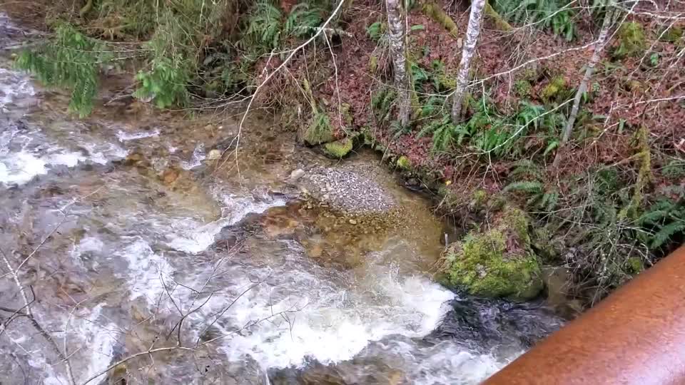 Big Creek near Suiattle River Road, Mt. Baker-Snoqualmie National Forest. Video by Anne Vassar December 9, 2020.