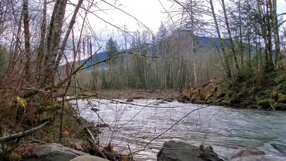 Illabot Creek, Mt. Baker-Snoqualmie National Forest. Video by Anne Vassar December 10, 2020.
