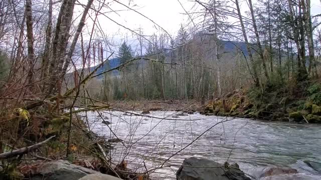 Illabot Creek, Mt. Baker-Snoqualmie National Forest. Video by Anne Vassar December 10, 2020.