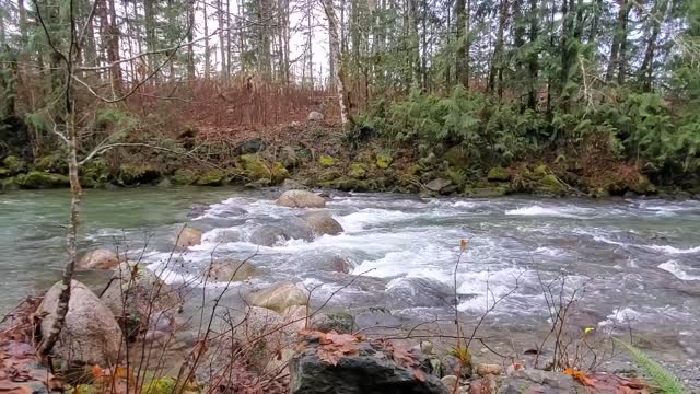 Illabot Creek, Mt. Baker-Snoqualmie National Forest. Video by Anne Vassar December 10, 2020.