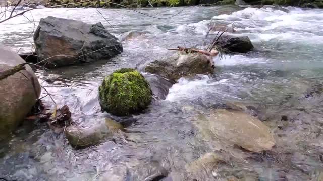 Illabot Creek, Mt. Baker-Snoqualmie National Forest. Video by Anne Vassar December 10, 2020.