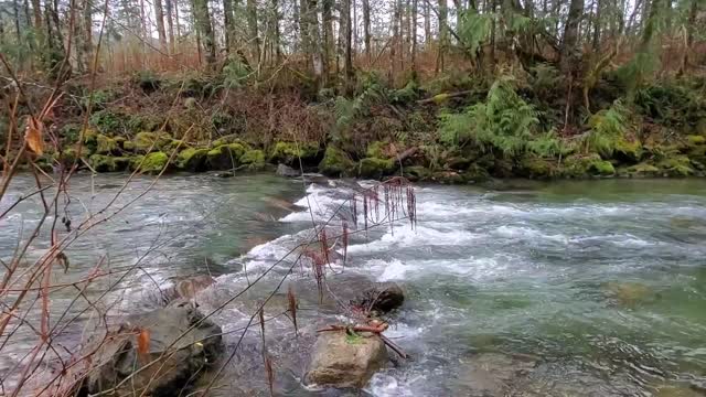 Illabot Creek, Mt. Baker-Snoqualmie National Forest. Video by Anne Vassar December 10, 2020.
