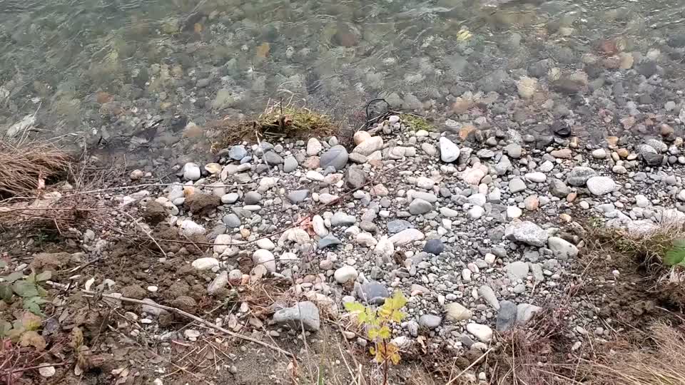 Skagit River Close and Wide Mt. Baker-Snoqualmie National Forest, Matt Riggen, November 25, 2020