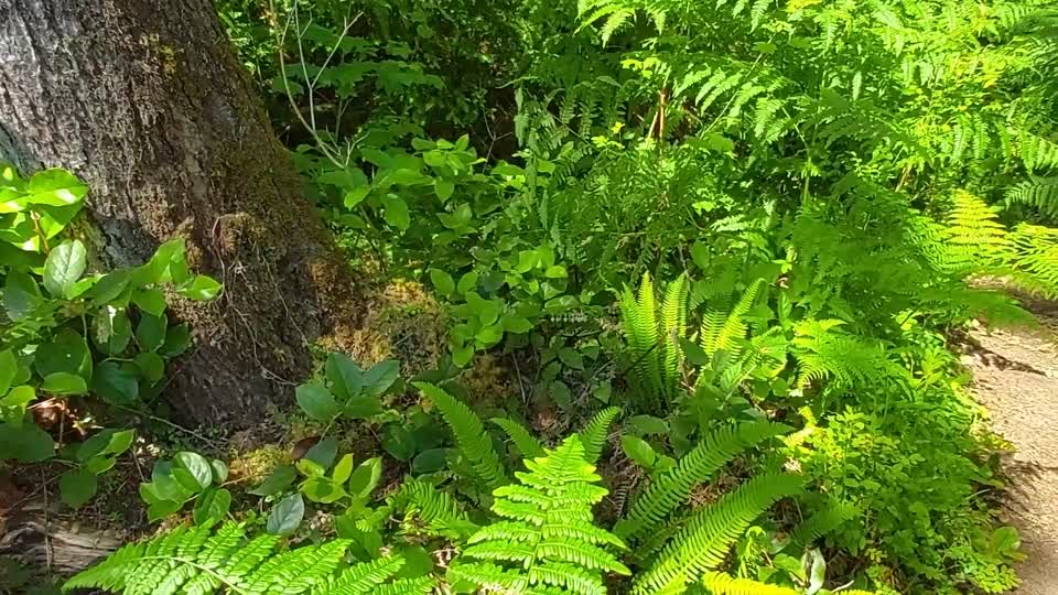 Western Tiger Swallowtail, Mt. Baker-Snoqualmie National Forest. Video by Anne Vassar June 22, 2021.