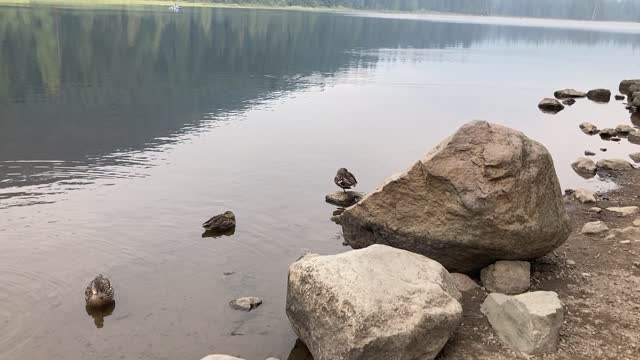 202109-FS-MtHood- At Trillium Lake enjoying the wildlife viewing-ducks