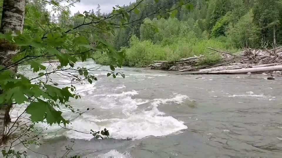 Springtime Sauk River running high near Darrington, Mt. Baker-Snoqualmie National Forest. Video by Anne Vassar May 17, 2021.