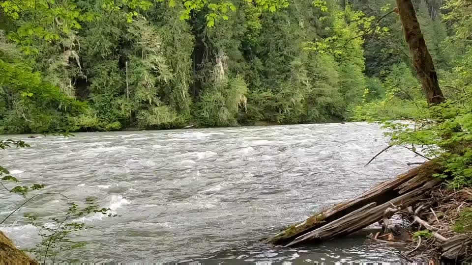Springtime Sauk River running high near Darrington, Mt. Baker-Snoqualmie National Forest. Video by Anne Vassar May 17, 2021.