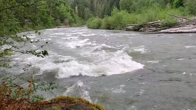 Springtime Sauk River running high near Darrington, Mt. Baker-Snoqualmie National Forest. Video by Anne Vassar May 17, 2021.