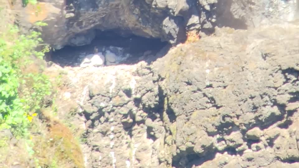 Peregrine Falcons Nesting above Hwy 224 on Mt. Hood National Forest
