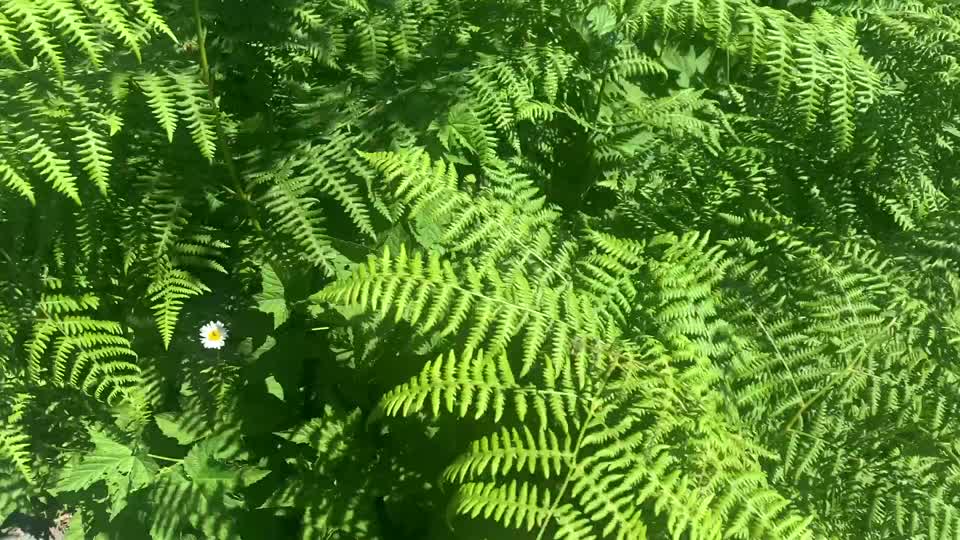 Daisys at Big 4, Mt. Baker-Snoqualmie National Forest, Big 4 Trail. Video by Sydney Corral June 28, 2021