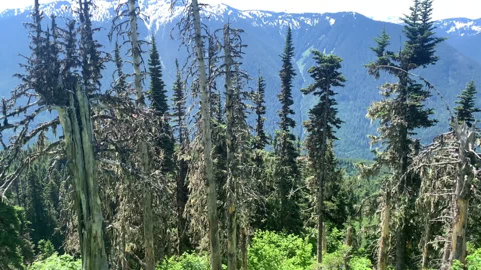 Trees at Green Mountain, Mt. Baker-Snoqualmie National Forest. Video by Sydney Corral June 28, 2021