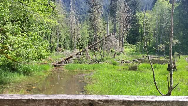 Big 4 Beaver Pond, Mt. Baker-Snoqualmie National Forest. Video by Sydney Corral June 25, 2021