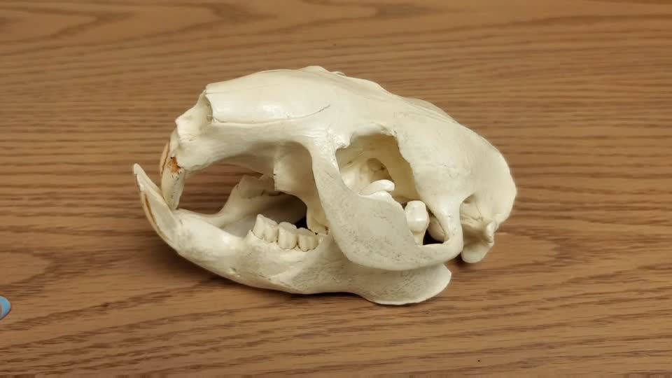Beaver Skull Model at the Darrington Ranger Station, Mt. Baker-Snoqualmie National Forest. Video by Sydney Corral June 25, 2021