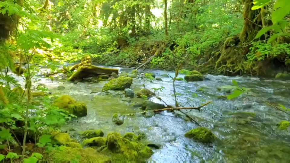 Old Sauk Trail, Mt. Baker-Snoqualmie National Forest. Video by Sydney Corral June 25, 2021