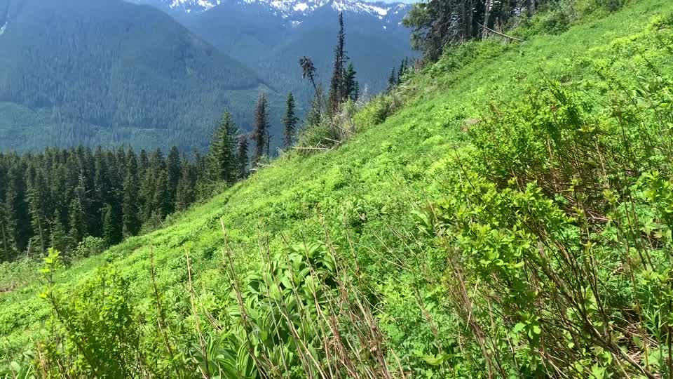 Green Mountain Trail, Mt. Baker-Snoqualmie National Forest. Video by Sydney Corral June 28, 2021