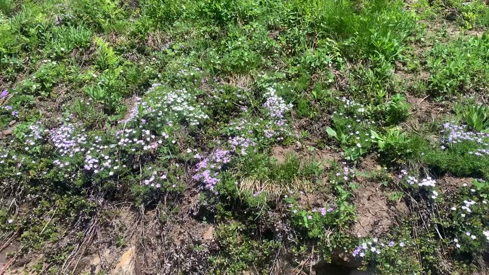 Green Mountain Trail, Mt. Baker-Snoqualmie National Forest. Video by Sydney Corral June 28, 2021