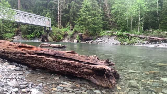 Big Four, Mt. Baker-Snoqualmie National Forest. Video by Sydney Corral June 28, 2021