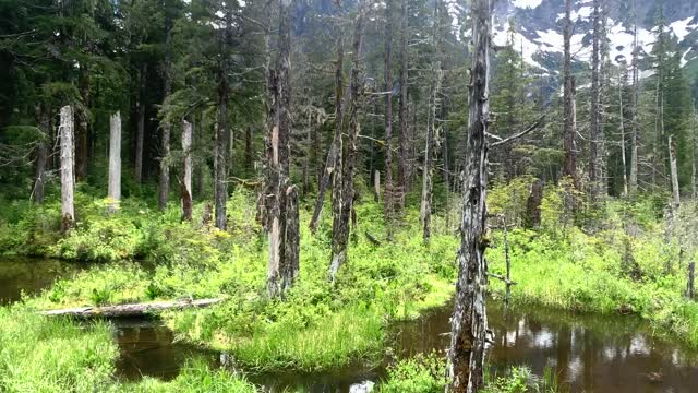 Big Four, Mt. Baker-Snoqualmie National Forest, Video by Sydney Corral June 28, 2021