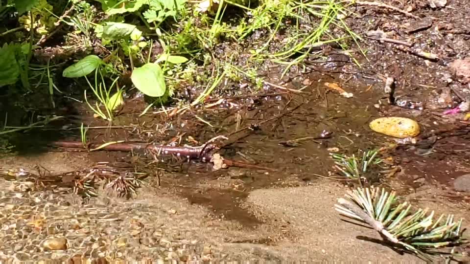 Beaver Lake Trail, Mt. Baker-Snoqualmie National Forest. Video by Sydney Corral May 25, 2021