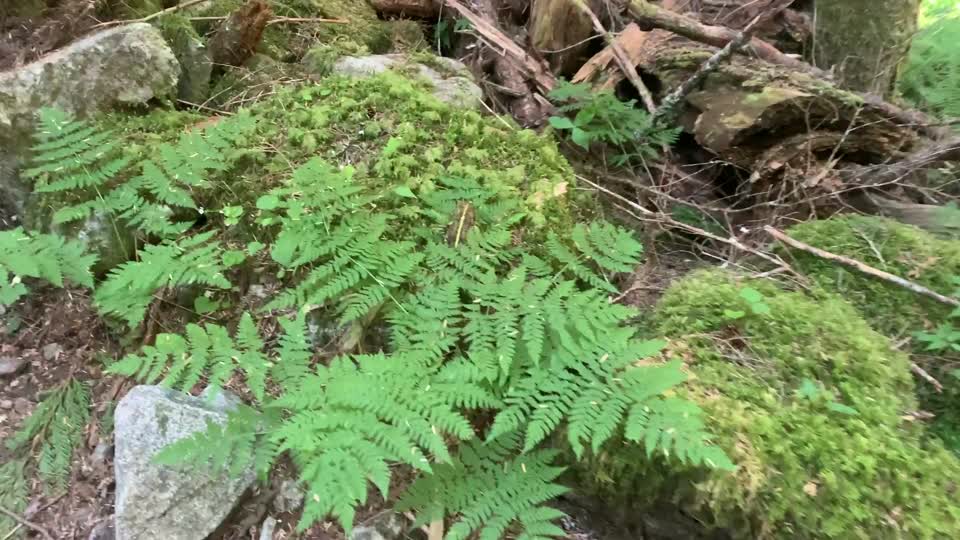 Frog at Goat Lake, Mt. Baker-Snoqualmie National Forest. Video by Sydney Corral July 5, 2021