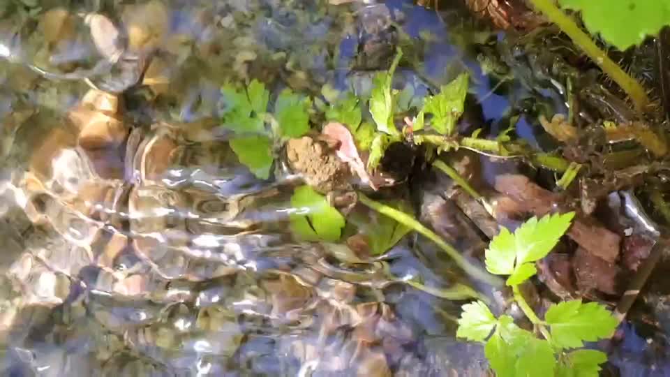 Beaver Lake Trail, Mt. Baker-Snoqualmie National Forest. Video by Sydney Corral May 25, 2021
