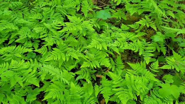 Oak Fern at Old Sauk Trail, Mt. Baker-Snoqualmie National Forest. Video by Sydney Corral May 21, 2021