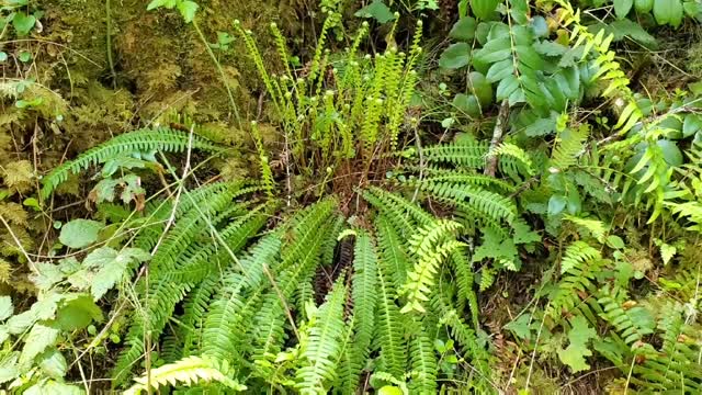 Deer Fern at Old Sauk Trail, Mt. Baker-Snoqualmie National Forest. Video by Sydney Corral May 21, 2021