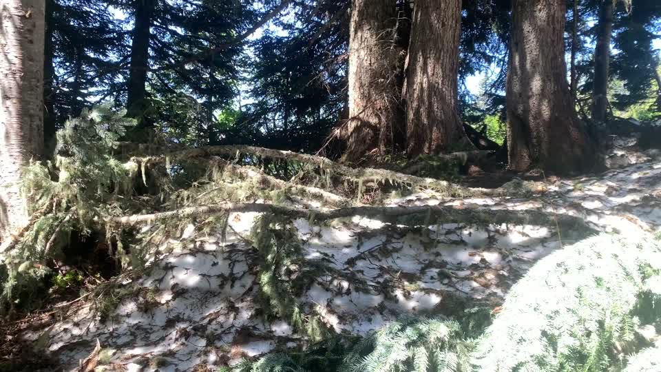 Green Mountain Trail, Mt. Baker-Snoqualmie National Forest. Photo By Sydney Corral June 28, 2021