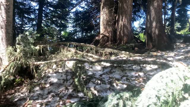 Green Mountain Trail, Mt. Baker-Snoqualmie National Forest. Photo By Sydney Corral June 28, 2021