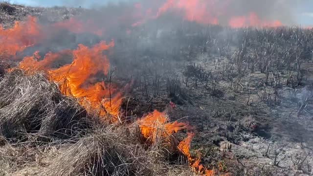 Siuslaw Oregon Dunes Prescribed Burn 2022