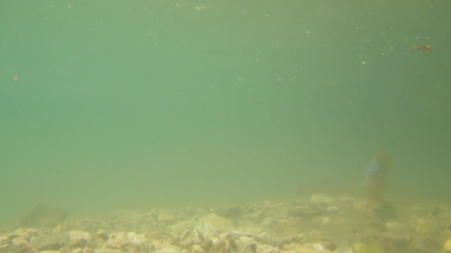 Orange spotted sunfish on nest