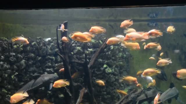Hungary Budapest zoo.  Aquarium fish unknown.