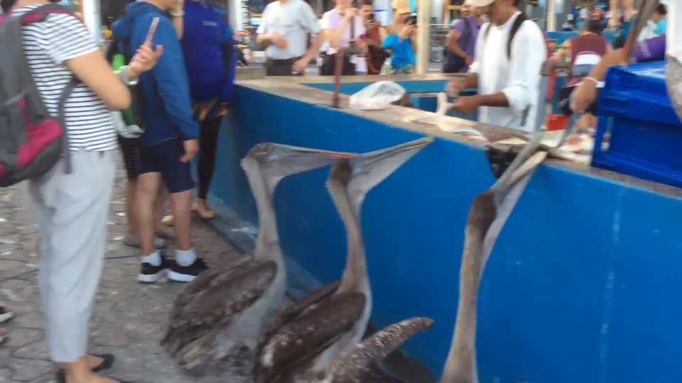 Ecuador. Galapagos. Santa Cruz Island. Pelicans waiting for the fishermen's scraps.