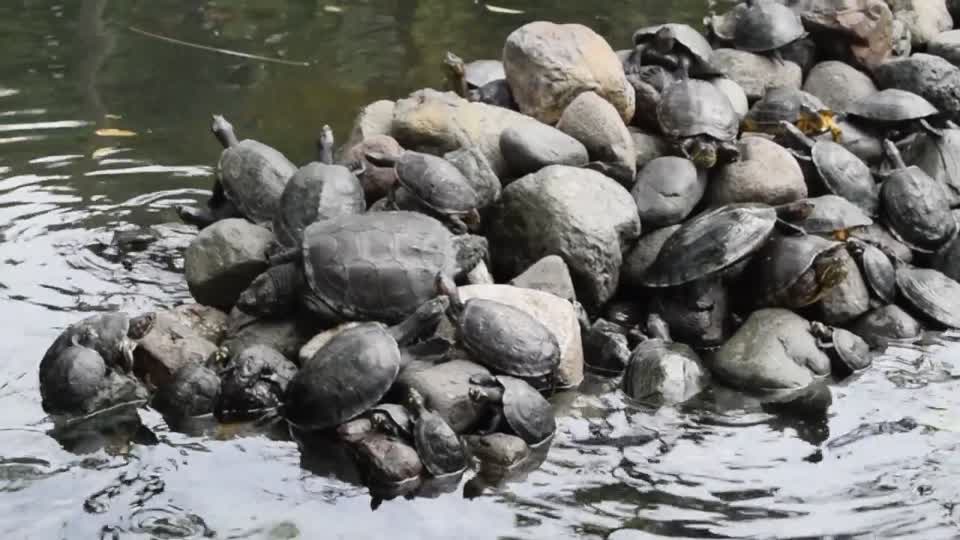 Ecuador. Guayaquil. Lots of Terrapins at Seminario Park. Ecuador. Guayaquil. Lots of Terrapins at Seminario Park. Definitions used.  See below.
