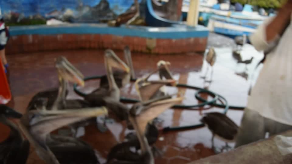Ecuador. Galapagos. Santa Cruz Island. Pelicans waiting to be fed fishermen's scraps.